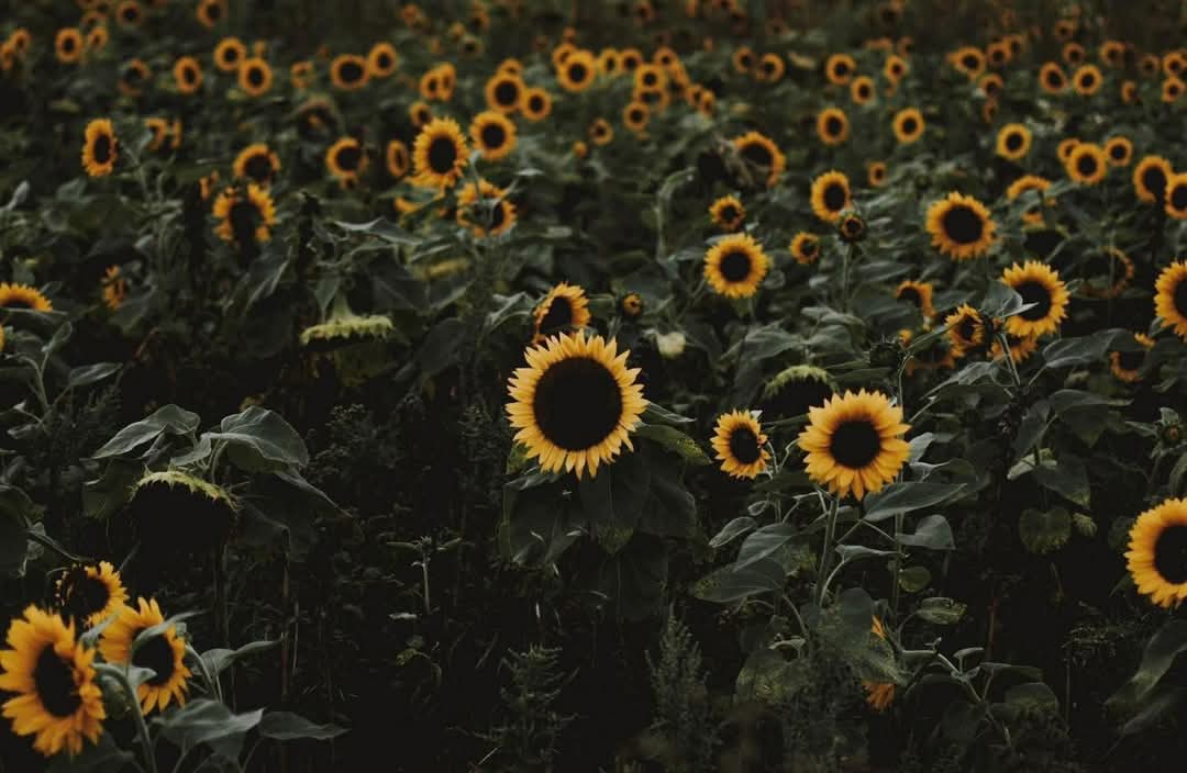 sunflower.🌻🤍 tweet media