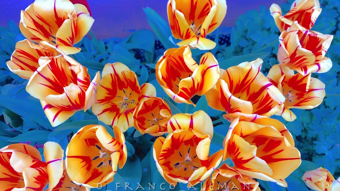 o_franco_aleman's tweet image. géométrie des tulipes

#nature #naturephotography 
#tulips #flowers #artwork