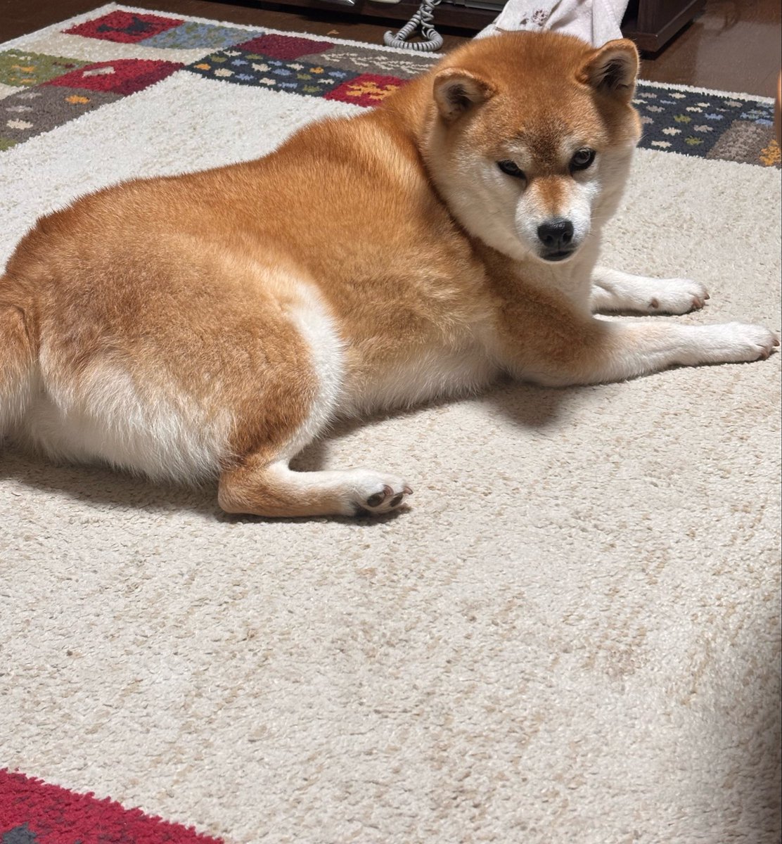 柴犬いち tweet media