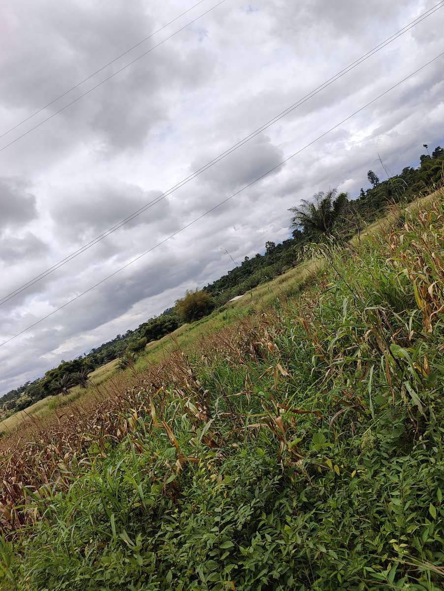 Taharqa Farms tweet media