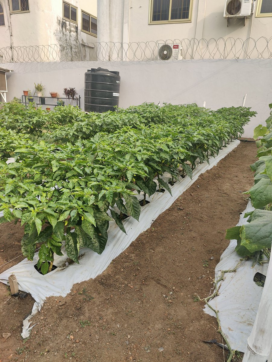 Taharqa Farms tweet media