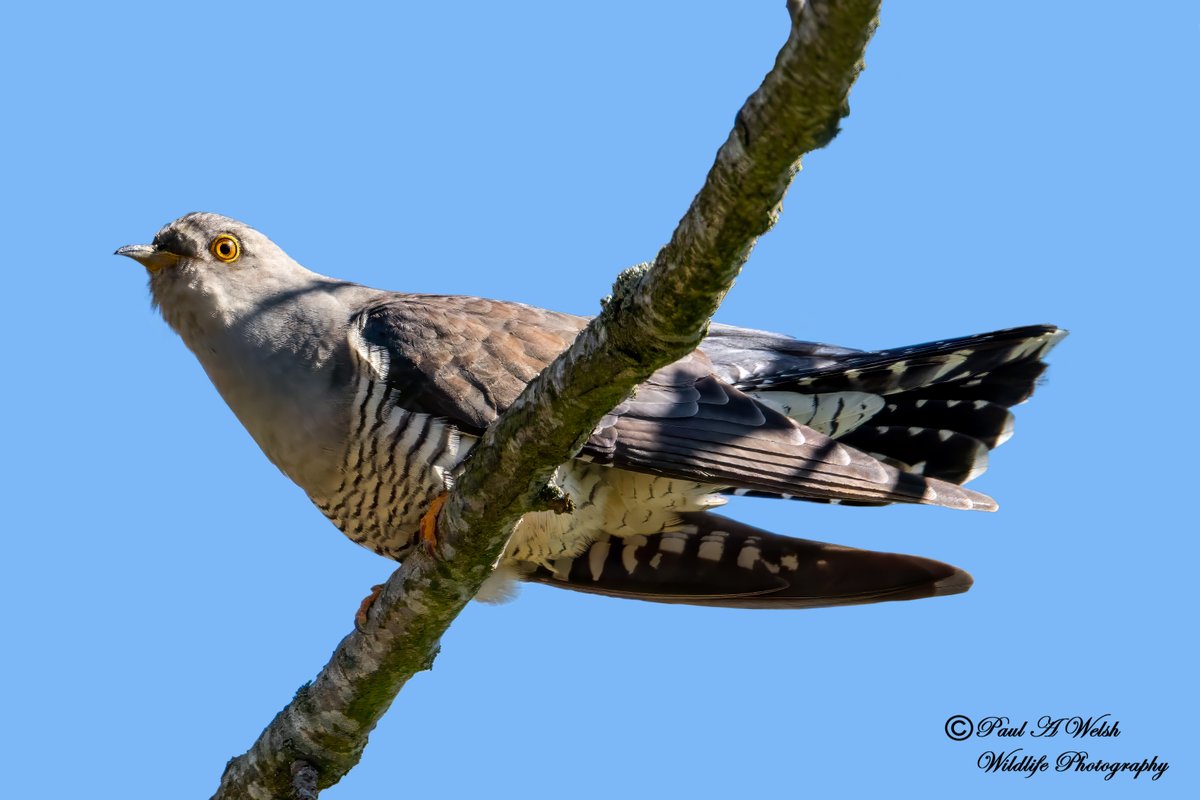 paul_pwelsh97's tweet image. First Cuckoo of 2026 Local Patch on Teesside.
@teesbirds1 @teeswildlife @bestofwildlife
@BirdGuides @Natures_Voice @NatureUK
@OPOTY @WildlifeMag @DurhamBirdClub
@durhamwildlife @BBCSpringwatch
#Birdwatching #NaturePhotography #Nikon