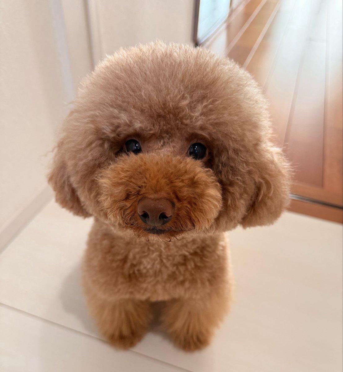 ダイナマイト犬🌰 tweet media