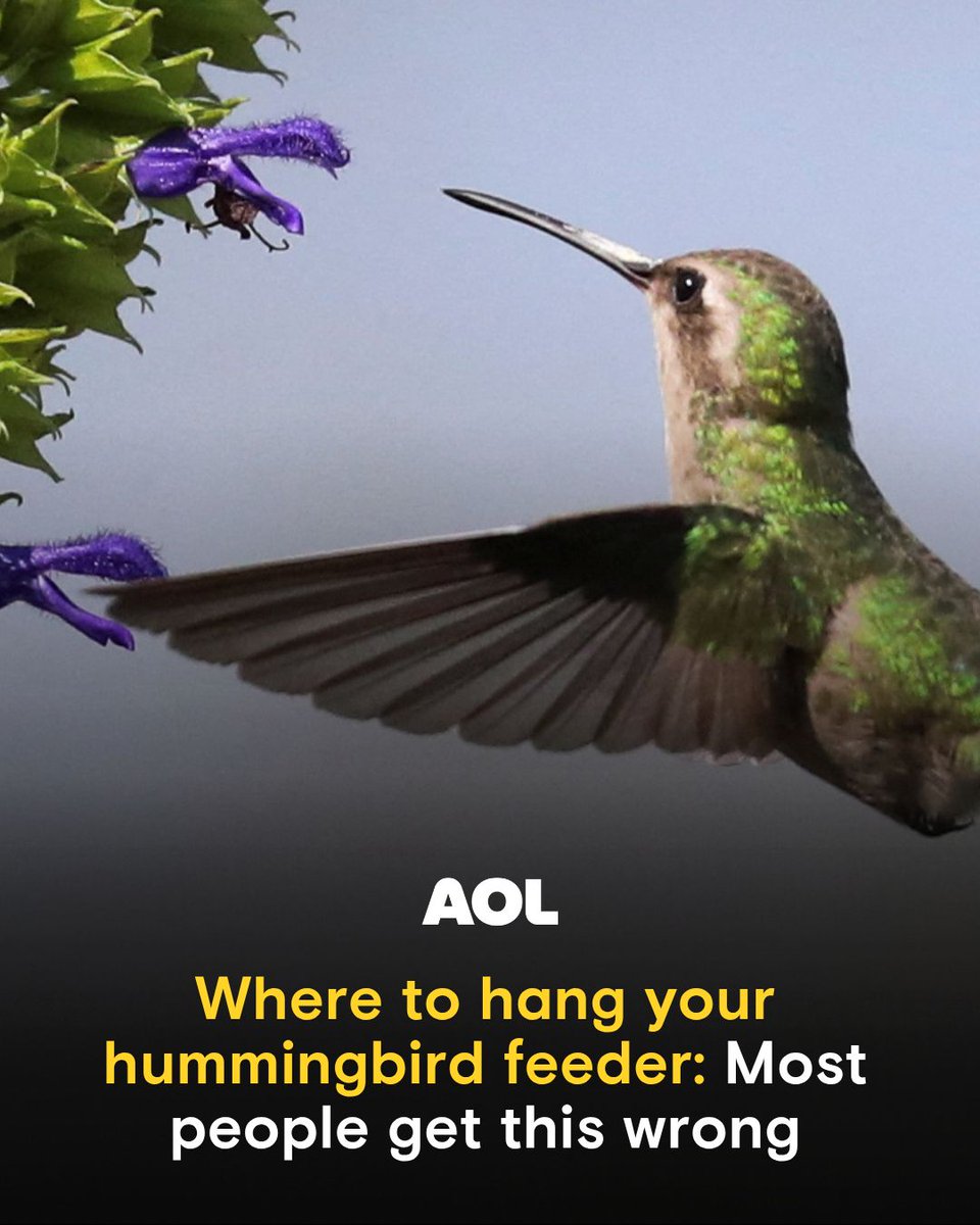 AOL.com tweet media
