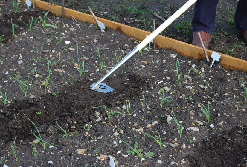 GYOmag's tweet photo. 𝗧𝗼𝗽 𝗷𝗼𝗯𝘀 𝗳𝗼𝗿 𝗠𝗮𝘆: Weeds will be popping up left, right and centre this month given half a chance – stop them in their tracks with some deft hoe work at the seedling stage.

#growyourown #growyourownfood #allotmentlife #allotmentuk #vegetablegarden #vegpatch #growveg https://t.co/yIhfjKRr8B