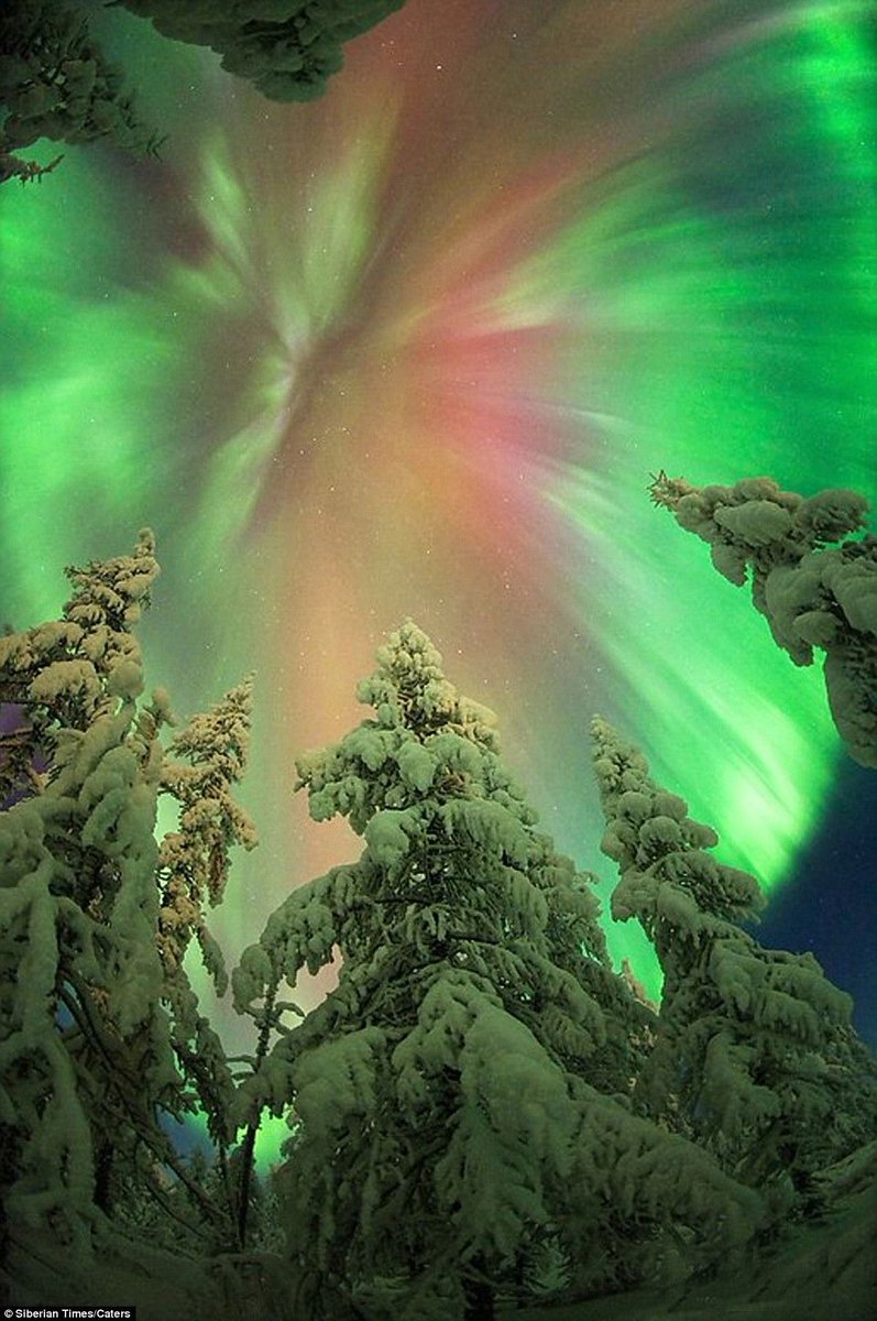 angelicaio81153's tweet image. The Stunning Aurora Borealis , Far Eastern  Siberian Taiga 
Vintage Photography Posted on Daily Mail  
#landscape #photography #auroraborealis