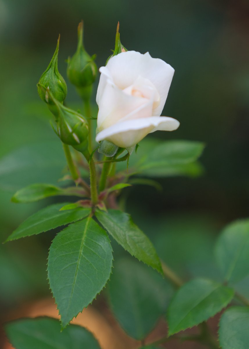 Run_fly_Smile's tweet image. Keep the child within alive. A child never tires of hearing the birds sing, never gets bored looking at flowers 😊

Mata Amritanandamayi

#Child #Flower #Rose #Amritanandamayi