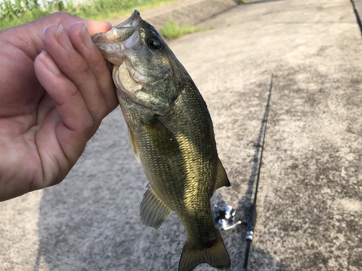 tom【tomのバス釣りch】🎣YouTube (@tombass106) / Posts / X