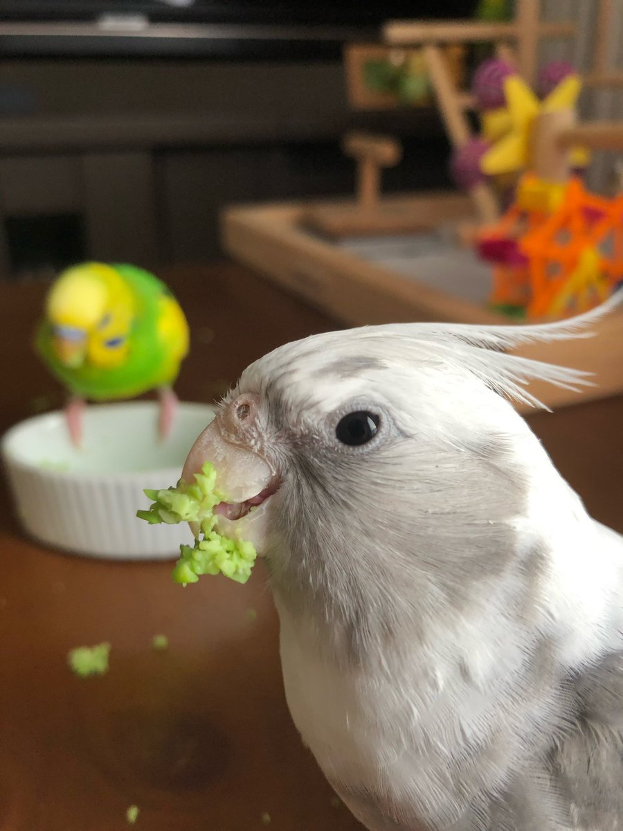 animal_rescue03's tweet photo. ゆきまろちゃん、どんな情報でも家族の光になります…

2021年10月30日、横浜市都筑区荏田東3丁目の自宅からオカメインコ（ホワイトフェイス）のゆきまろちゃんが迷子になりました。

見かけたらそっと連絡ください。
小さな情報でも希望になります。

DM or @pikiro201807までお願いします🙏

#オカメインコ迷子 #迷い鳥 #都筑区 #横浜迷子鳥 #拡散希望