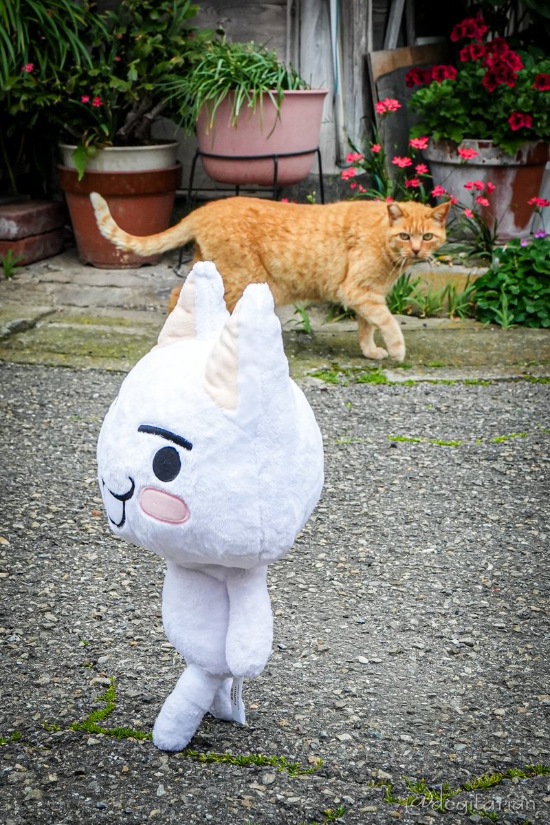 あやねこ tweet media