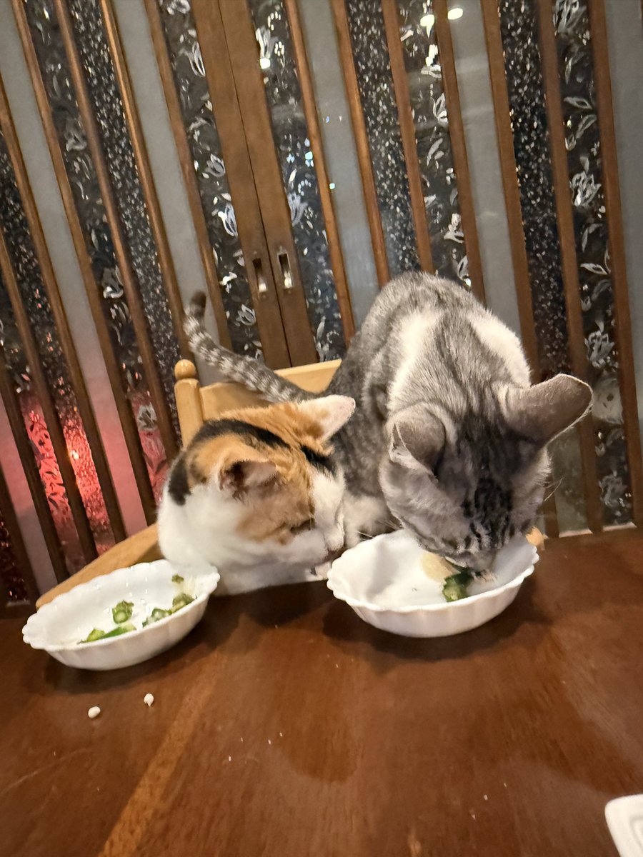 マメ Ｋ　病障害猫預かりボランティア tweet media