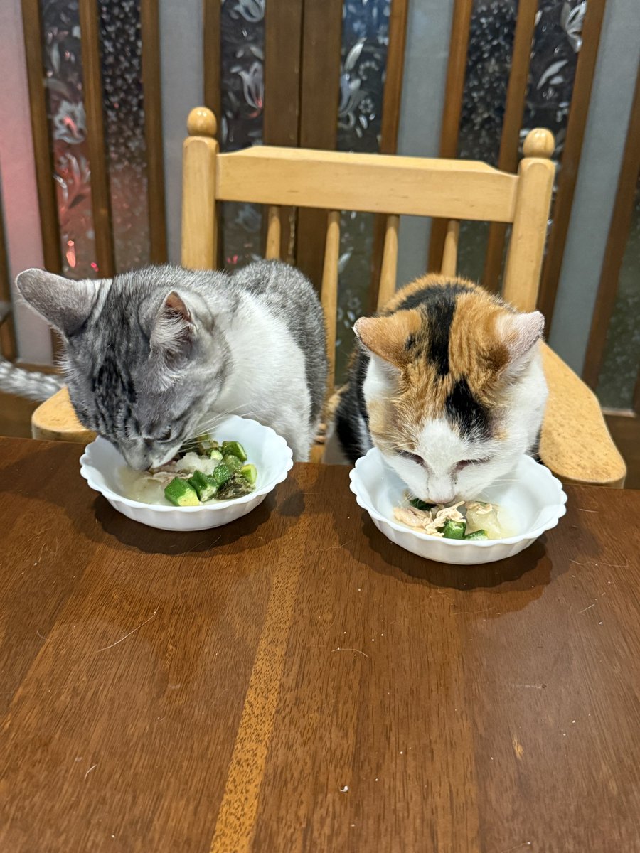 マメ Ｋ　病障害猫預かりボランティア tweet media