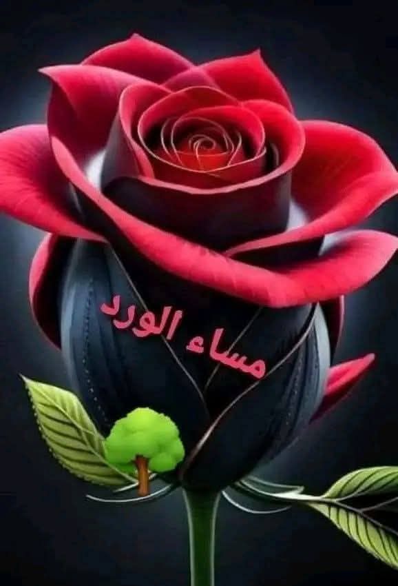 ورد.....ward🇱🇧 tweet media