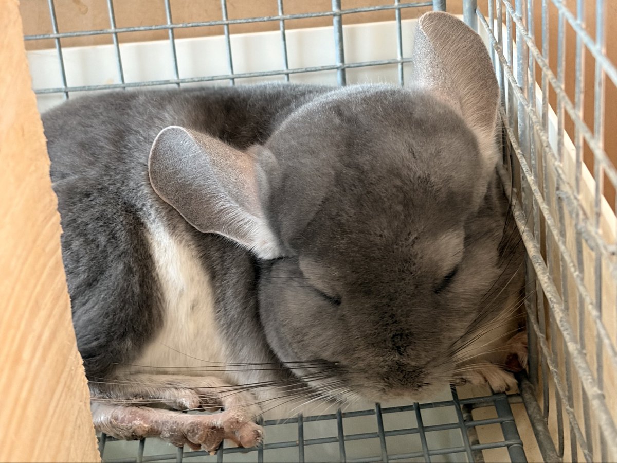 zzz #チンチラ