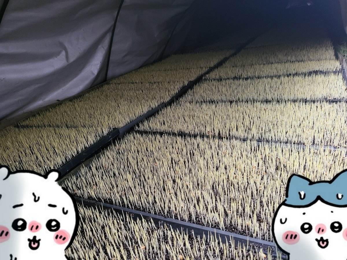 よちいろう tweet media