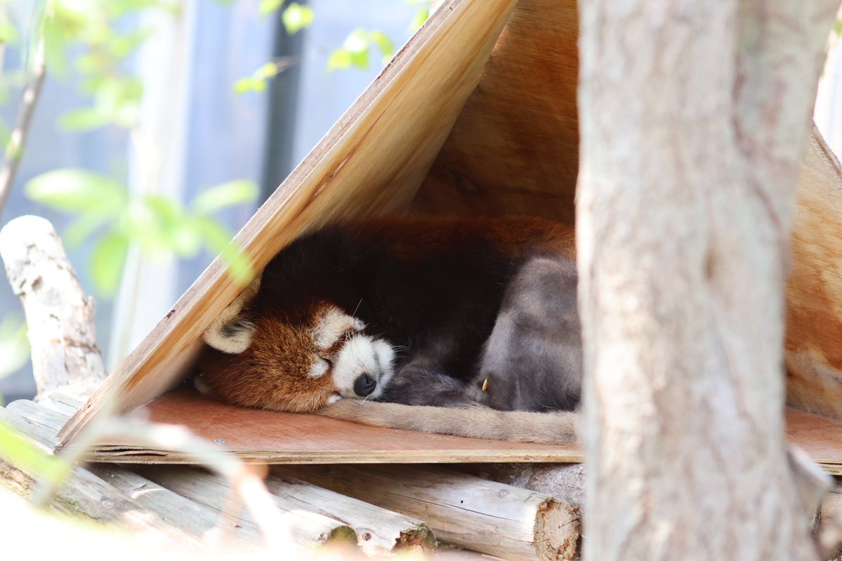 レッサーパンダのむぎ🐾 tweet media