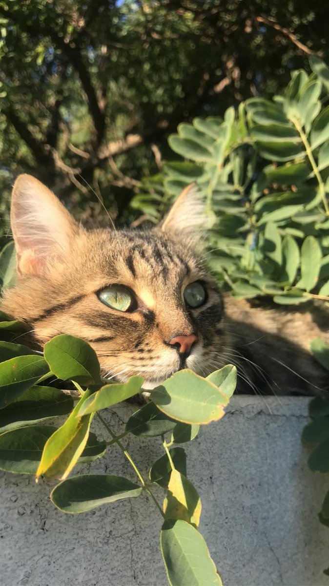 in_betweena's tweet photo. I took this photo today as a reminder of Biophilia, our natural need to connect with life to reduce stress. Emotional strength is learning to observe your feelings rather than just reacting to them. I’m practicing being like this cat: calm, watchful, and at peace. 🐱🌿
#Nature https://t.co/p8cRMlEDga