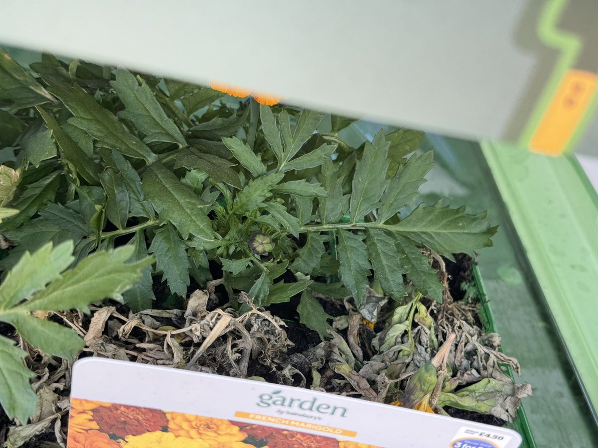 andyrow's tweet photo. The frozen chickens have more life in them than these plants @sainsburys BEACONSFIELD today…. https://t.co/zaJo432Oud
