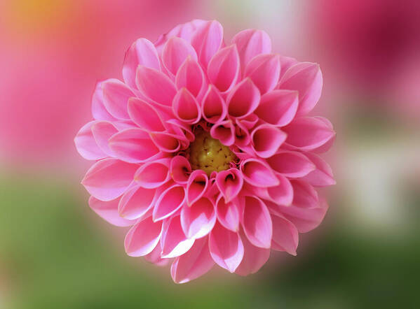 HurmerintaArt's tweet image. A Pastel Pink Dahlia In The Garden.
Beautiful choice for wall art, cards, pillows and bags. 
#giftideas #dahlia #flower #pinkflower

 johanna-hurmerinta.pixels.com/featured/a-pas…