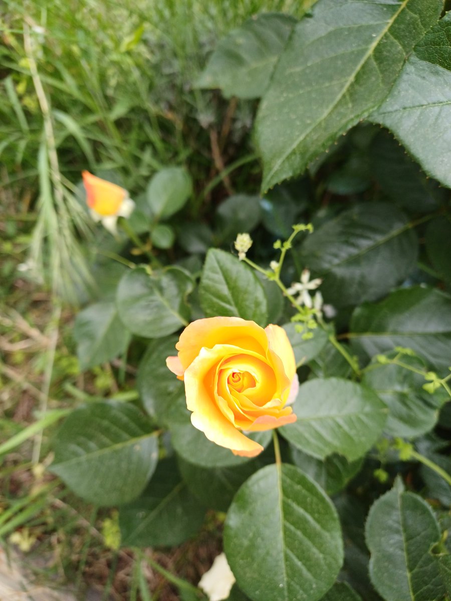 Philoumtpl's tweet photo. 今日のバラ🌹 https://t.co/MmBkoDE25K