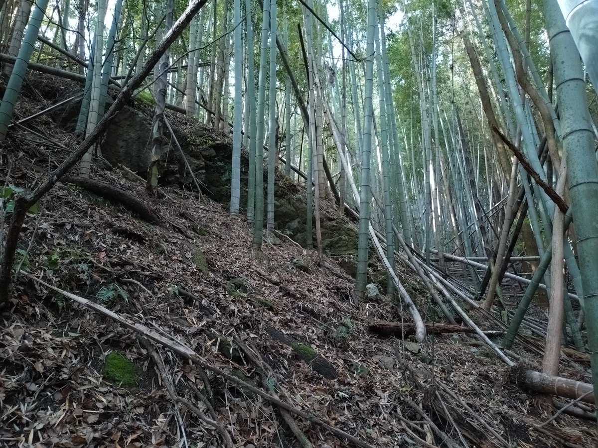 sleeping7cat1's tweet photo. 諏訪原城跡（静岡県島田市）
行ってなかった岩盤堀切だが、なかなか藪だった。
外堀、内堀、二の曲輪中馬出、岩盤堀切 https://t.co/7fVNnbcyn6