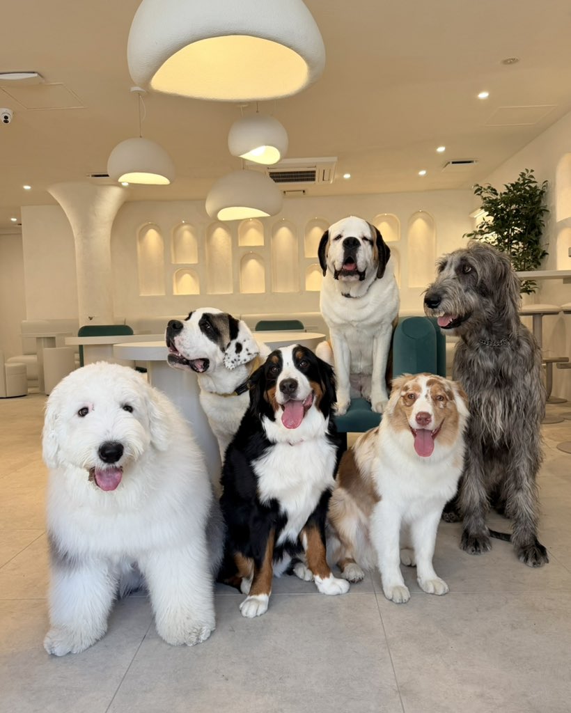 犬席屋 tweet media