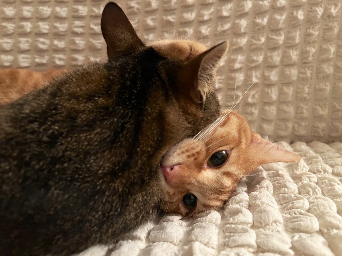 ごんねこ tweet media