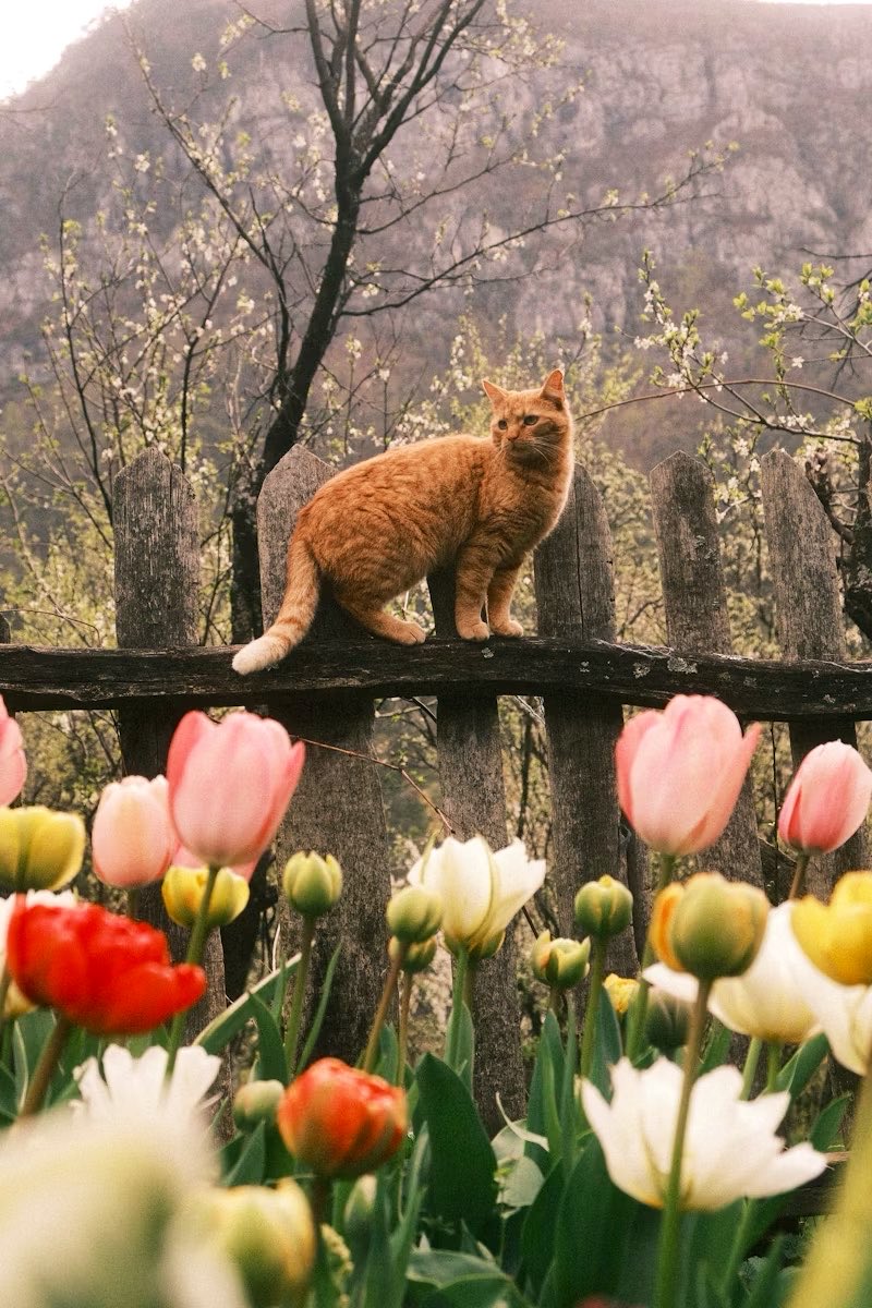 A lovely afternoon to you all..🌷🌷🌷