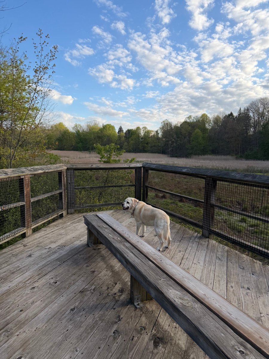 xvermonter61's tweet image. It’s gonna be a bright, bright sunny ☀️ day! Yay! Have a great day! #DogsofTwitter #SundayMorning