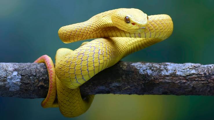 Snake tweet media