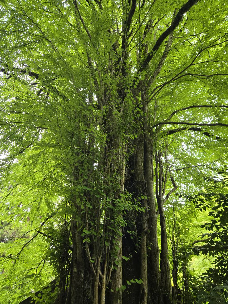 keika_jc's tweet photo. 【若葉】（わかば　Fresh green leaves
150✕60㎜）Its written by #chizan. The young leaves on the mountains are so beautiful this time of year.#ainokai  #calligraphy #幣立神宮 #桂の木 #マリオ新幹線　#shinkansen https://t.co/3zBYYRrXkW