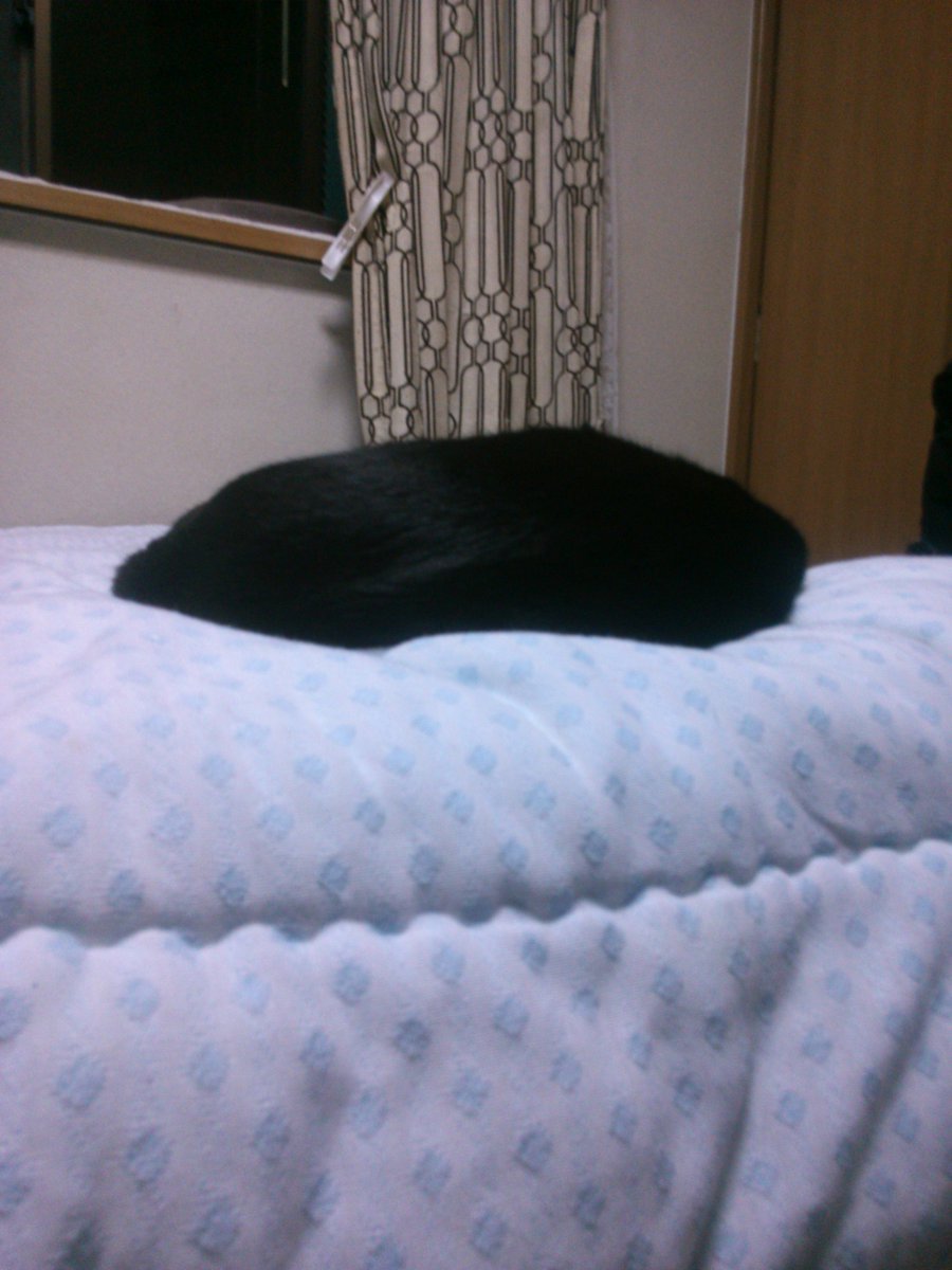 シメジーノ(菌類) tweet media