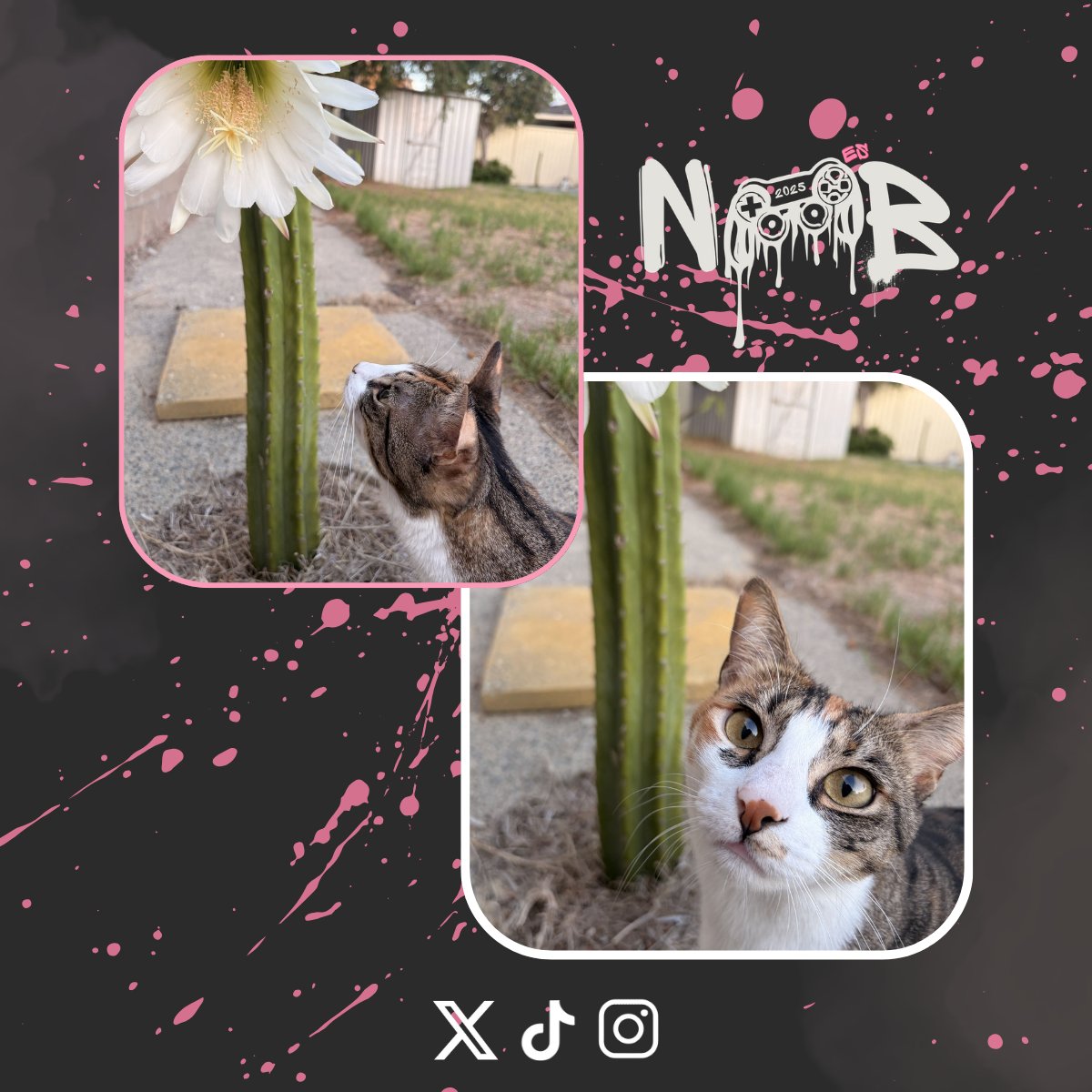 noob_esports's tweet image. Reminder to touch grass today 

(or at least let your cat do it for you )

@FoxesSoxes little Pixie is adorable

#NoobEsports #TouchGrass #Pets #Content #Oceania