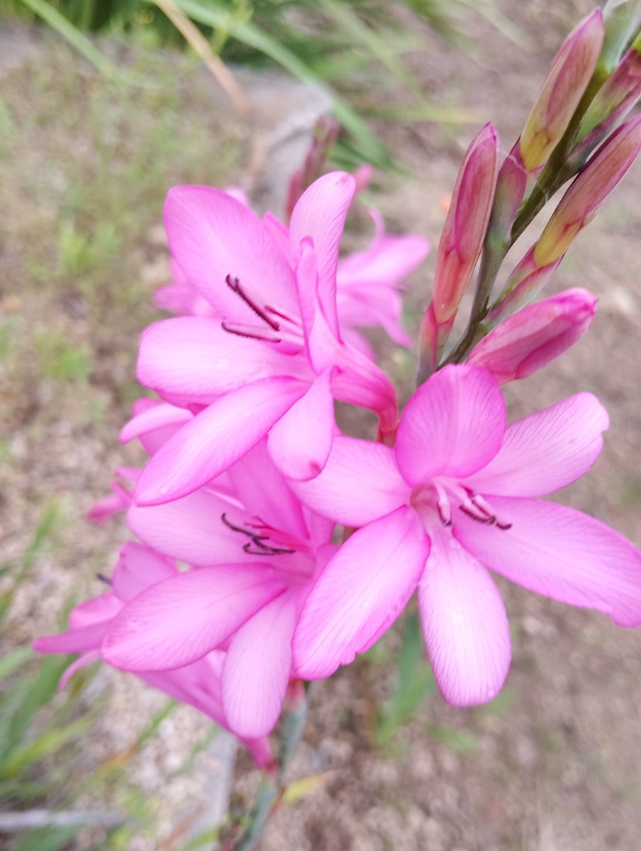 ネムノキ　🌹🌿🏵️🍀🌺💚 tweet media