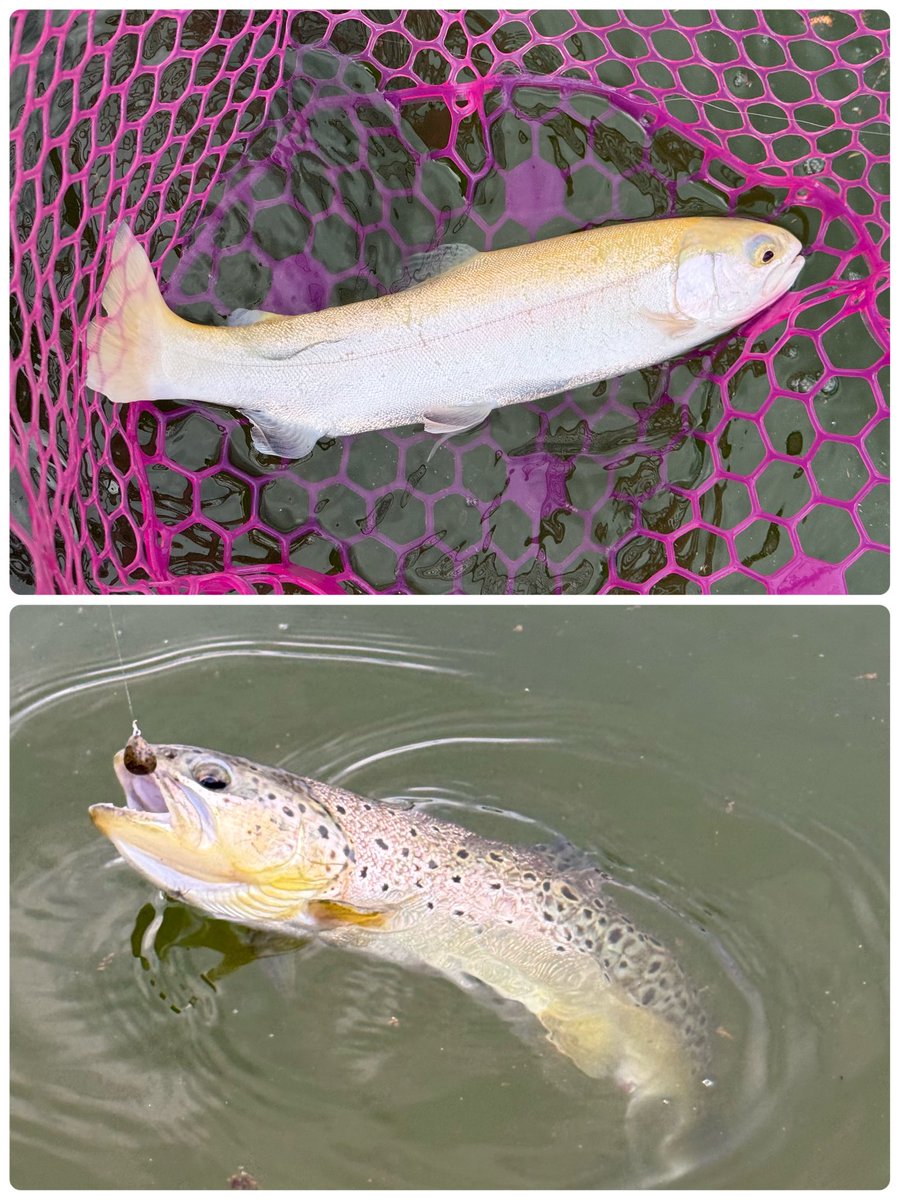 x999_9's tweet photo. 今日は終了間近の秋川湖へ🎣
無料券でお昼過ぎからラストまで遊ばせて頂きました🤣
バベコンとゴーレムで30匹⤴️😊
最終日も行きたいので晴れますように🙏

#秋川湖 
#最終日��伝説のカツカレーを食べるよ https://t.co/49BWkUxrVN