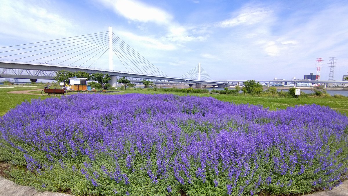 mako5per's tweet photo. 大型連休の荒川50kmRUN／北区 赤羽⇔江東区 新砂＋α／50.1km
ようやく やる気になって荒川河口まで往復🏃
気象条件 良好☁ 野の花 美し🌷
しかし走りは予想を超えて厳しかった😫
またダメなのか？ 野辺山⛰️💦
連休の残り もう動けん😆 https://t.co/Yhht3B3Udo