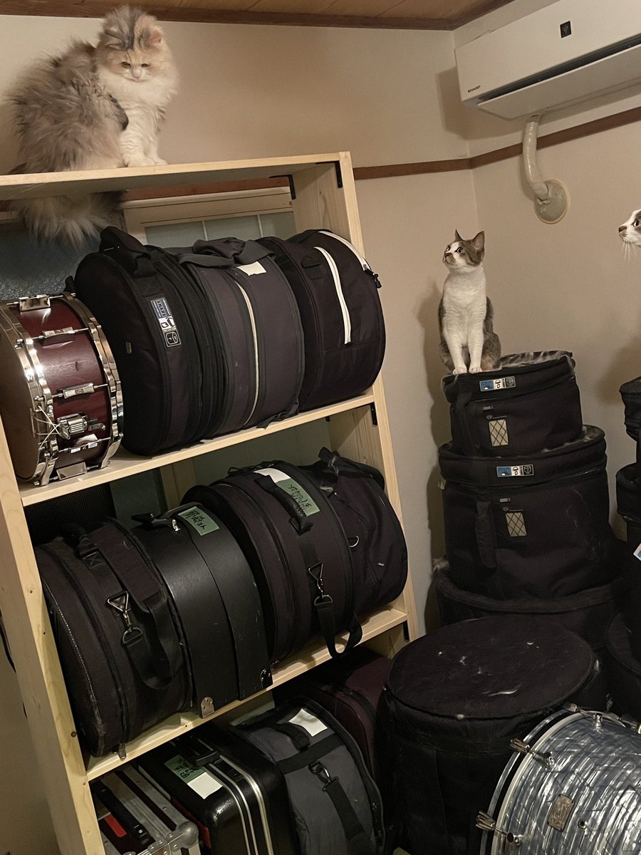 nozakichi_drum's tweet image. 棚をDIYしてみた🥁
#snare #drums #DIY #猫