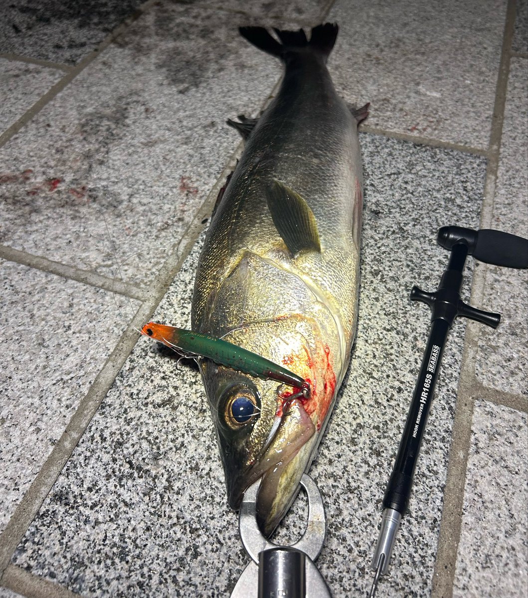 高一チャリアングラー🎣🚲🐟 tweet media