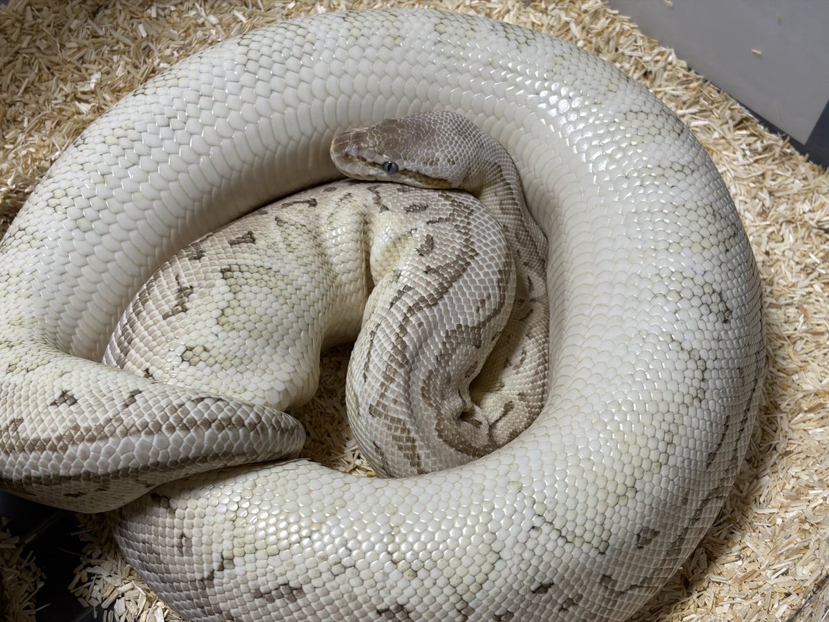 tomato_rep's tweet photo. 3週間で5回目の回転姿勢🐍
思わせぶりでは無いことを願う… https://t.co/seCfKLI9gw