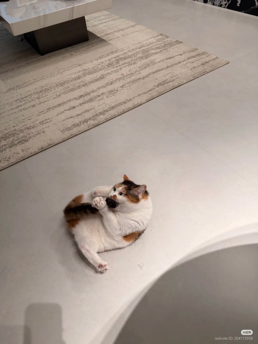 No Context Cats tweet media