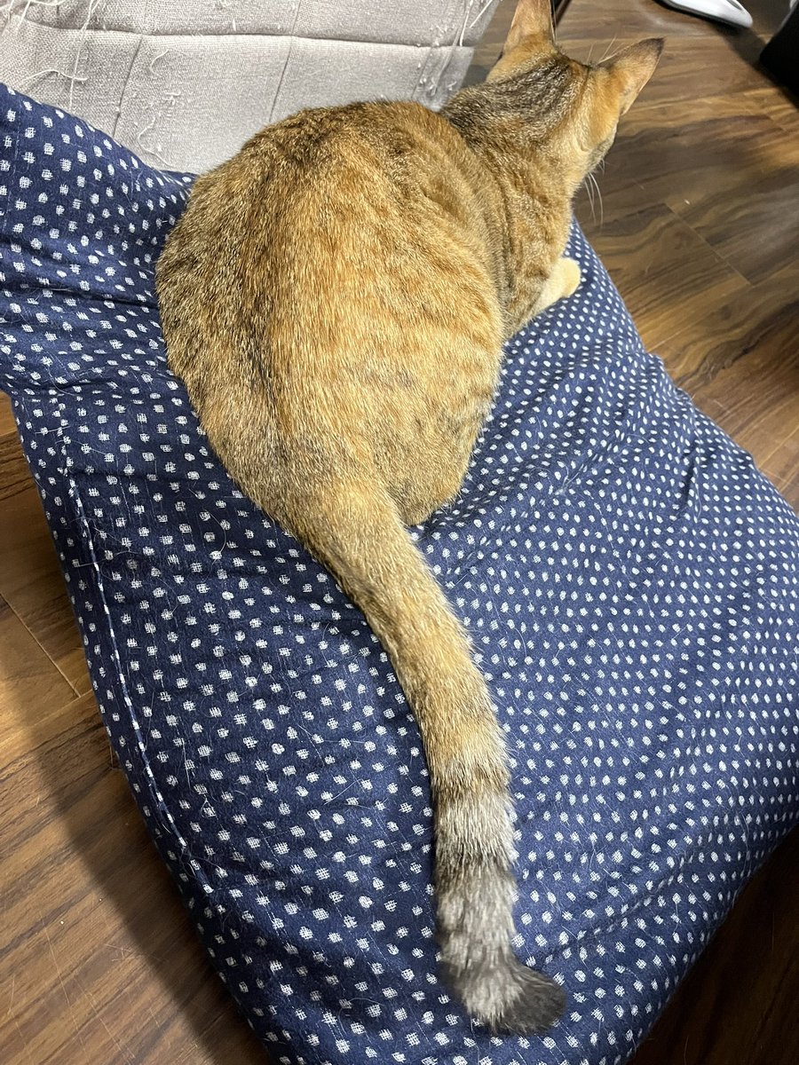 にゃんちゃんるーむ tweet media