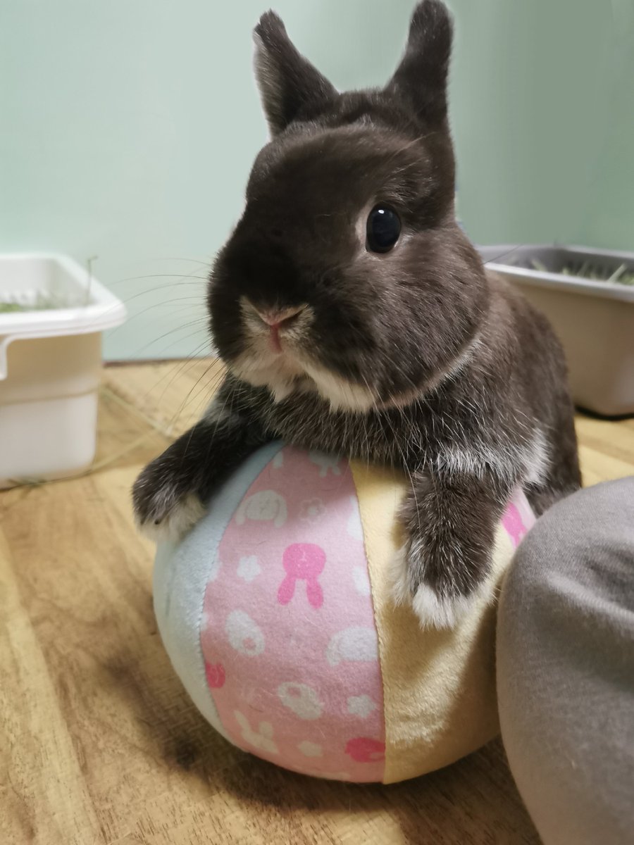 チョコとココア🐰（飼い主:もちこ） tweet media