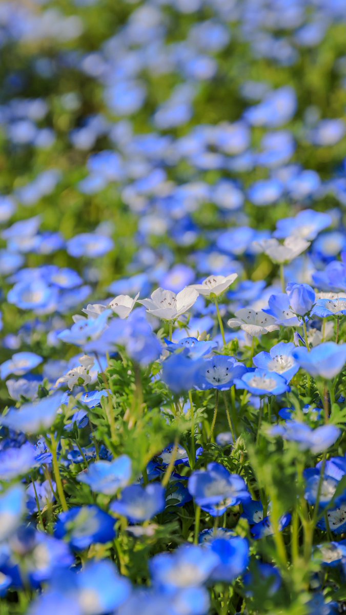 tooyamanorimasa's tweet image. 青と白、ひとときの純真

#ネモフィラ 
#青の世界 
#flower
#spring