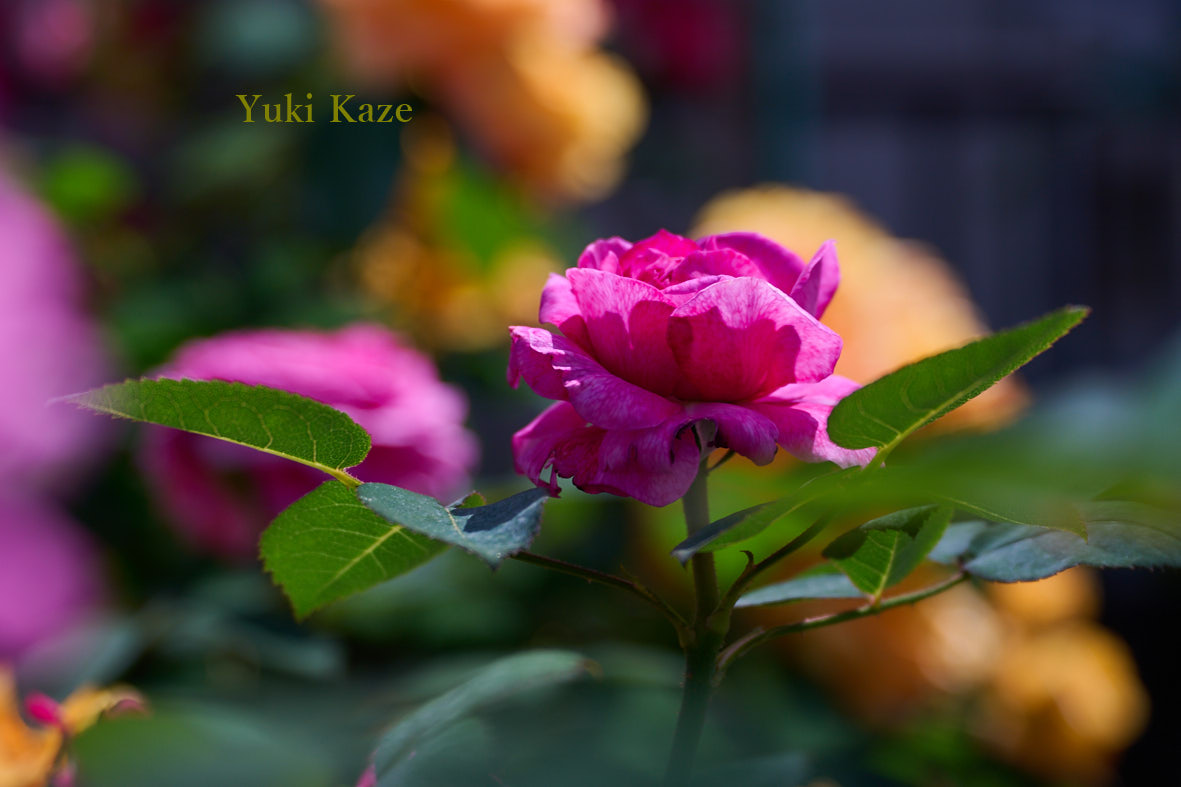 sz0701k's tweet image. 5/3 (日）お疲れさまです！

晴れになったので昼過ぎから、薔薇🌹📷

新レンズ２本
・マクロ
・標準ズーム　を投入

下記の写真は標準ズームですが、
色のり、光の捉え方が凄いなと感じました。

おやすみなさい💤🙂

#Colors #RosePhotography #RoseLovers 
#TLを花でいっぱいにしよう