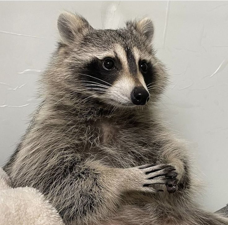 Raccoon tweet media