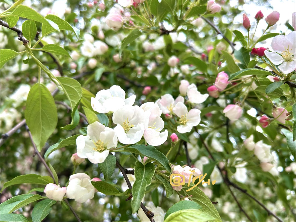 ivy_l0's tweet image. Spring.#nature #photography #Flowers