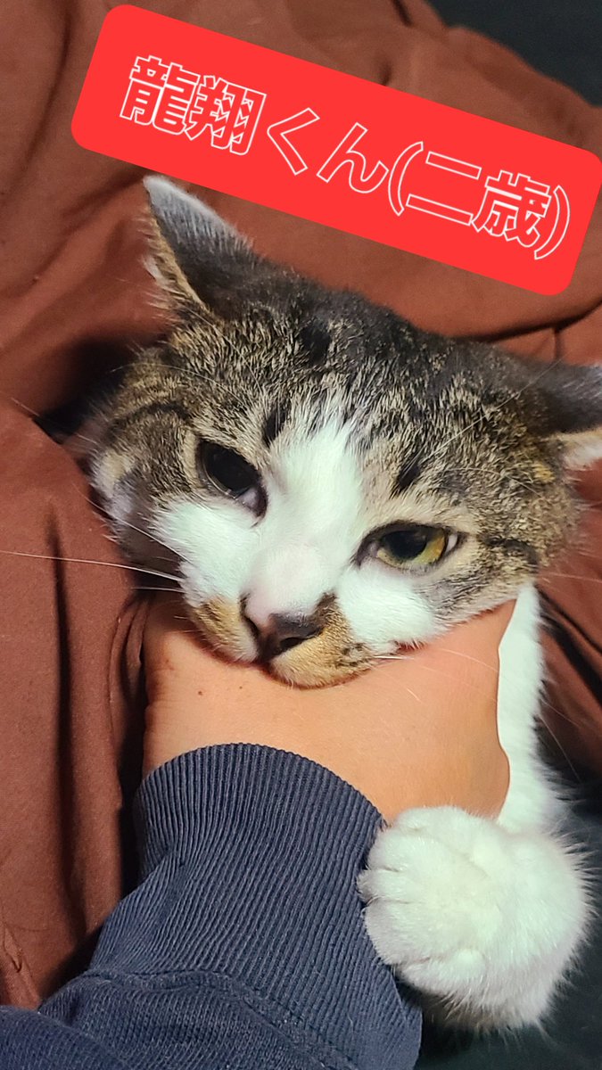 もう最近じゃキラキラネームなんて珍しくなくなったけど、
飼ってる犬猫の名前にはキラキラネームは波及してこないな。
やっぱ人間だけに使用可なのか、キラキラネーム。
猫ちゃんにはもったいないってか(笑)