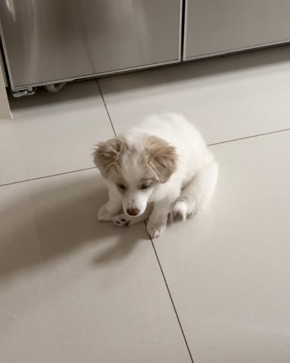 휘핑이 tweet media