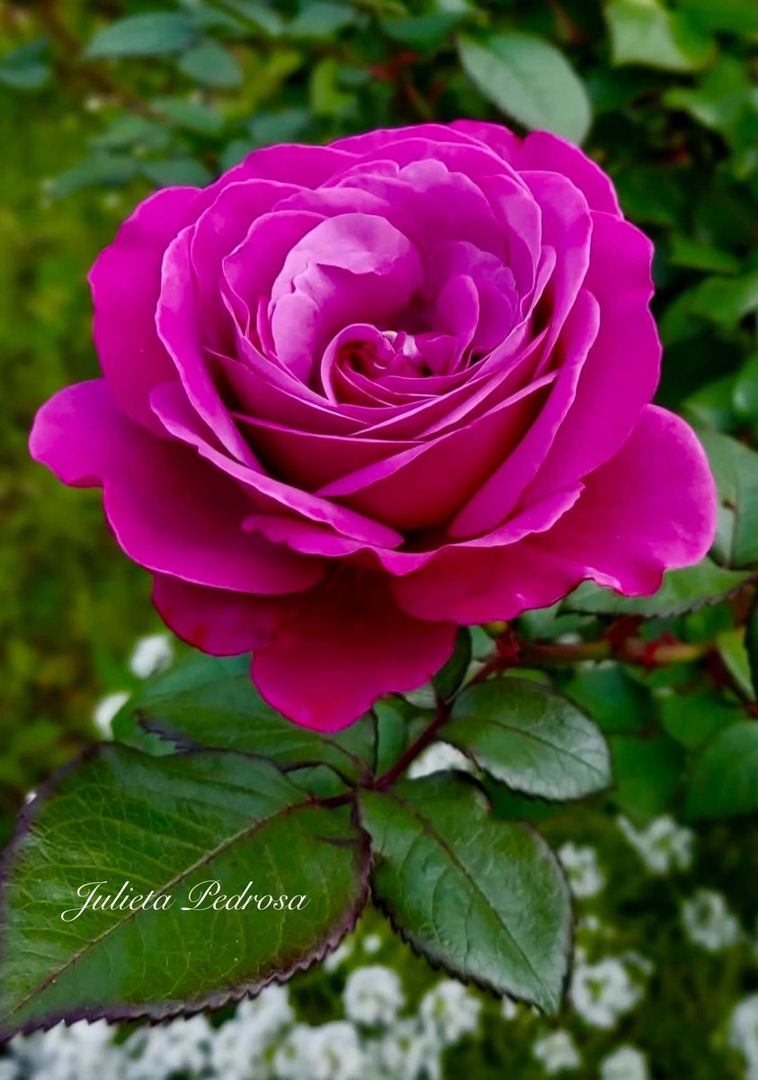 julieta_pedrosa's tweet image. ‘Magenta rose unfurls— velvet petals spiral deep, green whispers hold fire.’
Julieta Pedrosa, Velvet Radiance 

#SundayVibes
#HappySunday
#PeaceNotWar 
#Haiku 
#Poetry
#Flowers 
#Photography