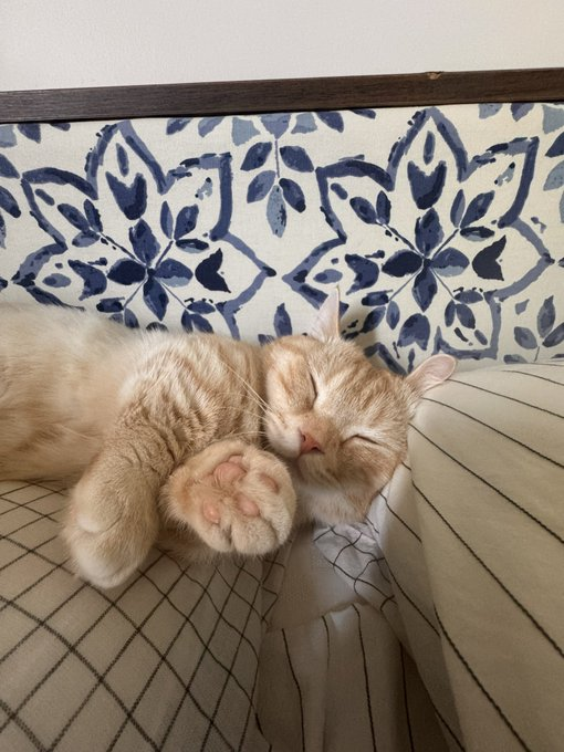 makamcat_eth's tweet photo. He has a name… and it’s MAKAM 🐾
$MAKAM is now LIVE on Ethereum.
The journey starts here — don’t blink.
🌐 https://t.co/gnDNye7q2f
📢 https://t.co/YbBB92Uy5K
#MAKAM #Ethereum #Crypto #ETH #Memecoin https://t.co/TSZGOxGKj4
